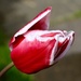 Tulip 2 by gillian1912