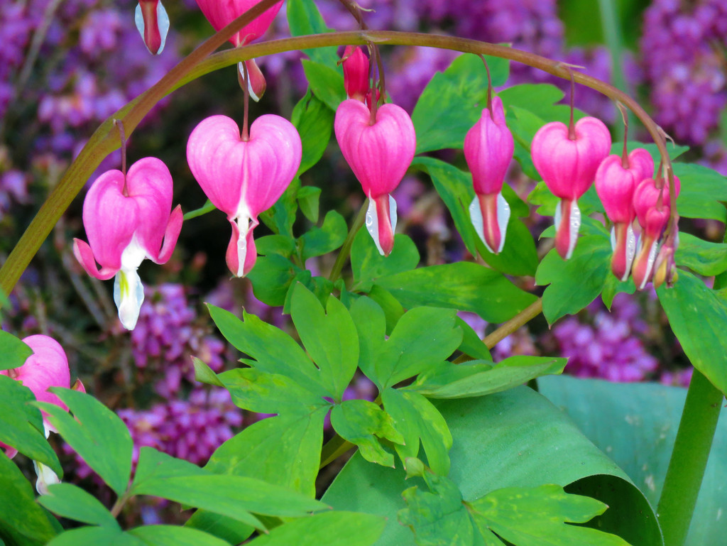 Bleeding Hearts by seattlite