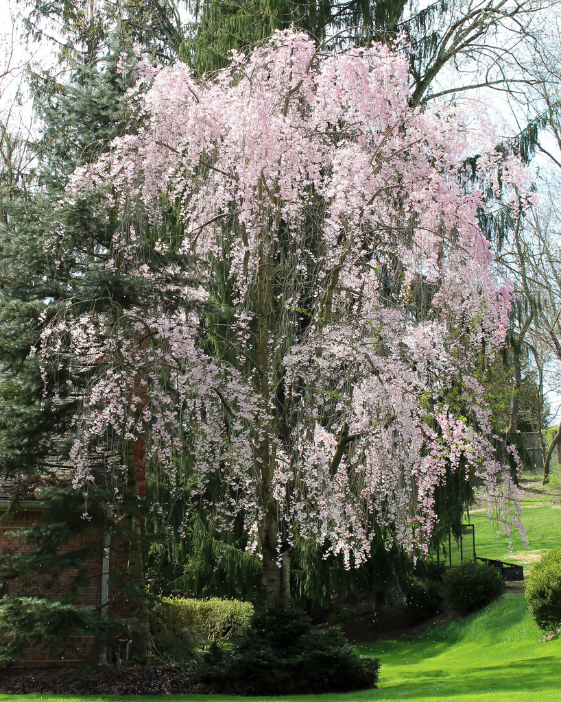 Weeping cherry tree by mittens