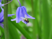 18th Apr 2017 - Bluebell