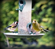 18th Apr 2017 - The finches