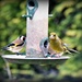 The finches by rosiekind