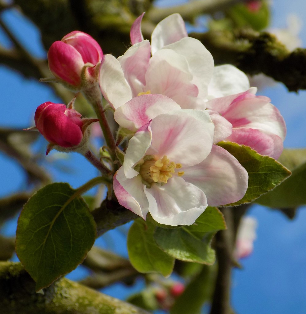 Apple blossom by flowerfairyann