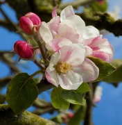 18th Apr 2017 - Apple blossom