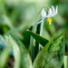 White Trout Lily by rminer