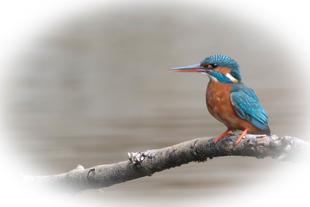 Female Kingfisher at Rye Meads by padlock