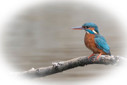 18th Apr 2017 - Female Kingfisher at Rye Meads