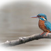 Female Kingfisher at Rye Meads by padlock