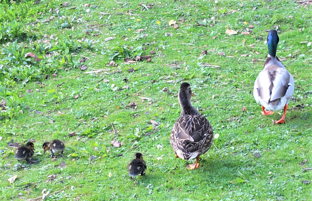 Duck family by bigmxx
