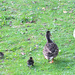 Duck family by bigmxx