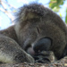 sleeping beauty by koalagardens