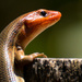 Broad Headed Skink, for the Last Time, I Promise! by rickster549