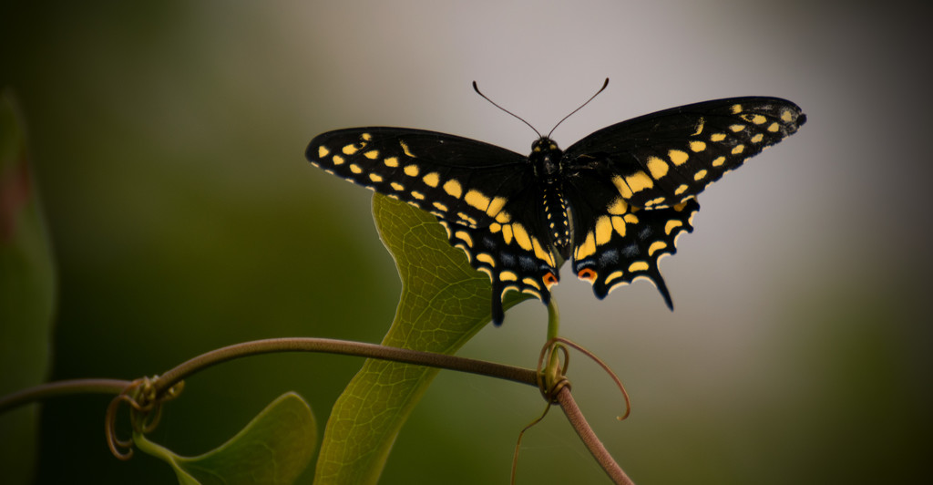 Palamedes Swallowtail Butterfly! by rickster549