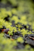 18th Apr 2017 - Lichen growing on a Douglas Fir Tree