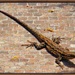 PicMonkey Lizard by houser934