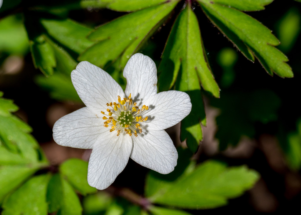 White Hellebore by rminer