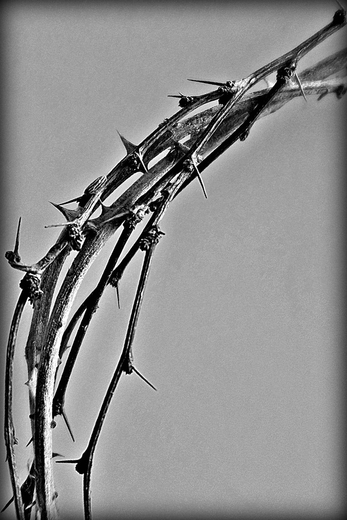 Crown of Thorns. by wendyfrost