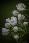 18th Apr 2017 - White Crabapple Blossoms