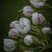 White Crabapple Blossoms by skipt07