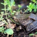 Downward Facing Frog by juliedduncan