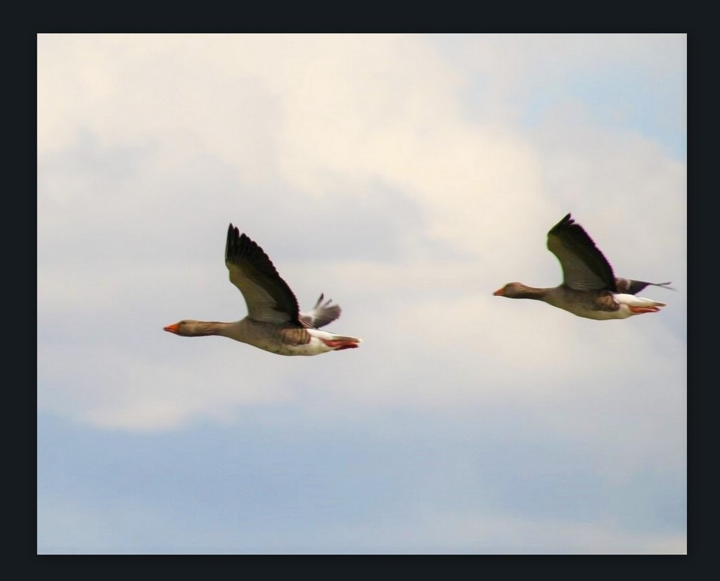 Flying Geese by oldjosh