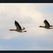 Flying Geese by oldjosh