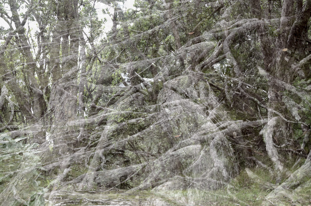 Spider Forest by yaorenliu