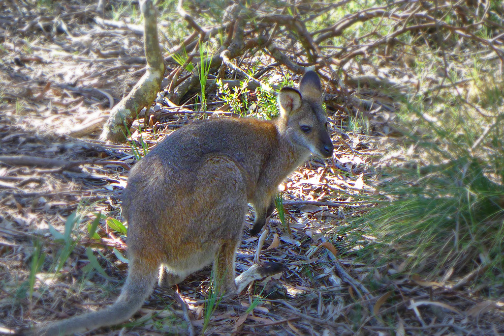 Wallaby or baby roo by leggzy