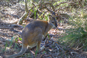 17th Apr 2017 - Wallaby or baby roo