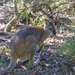 Wallaby or baby roo by leggzy