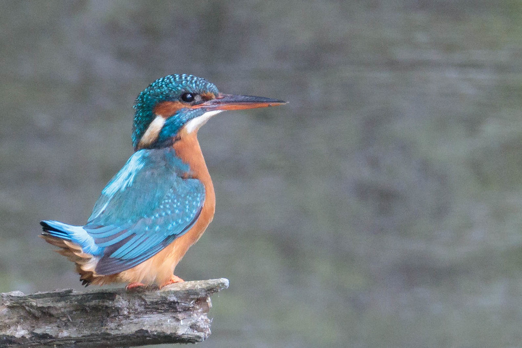 Female Kingfisher looking right-Rye Meads by padlock