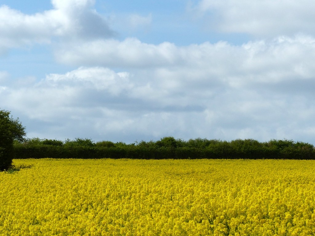 Rapeseed  by foxes37