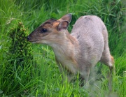 12th Apr 2017 - Baby Reeves Muntjac