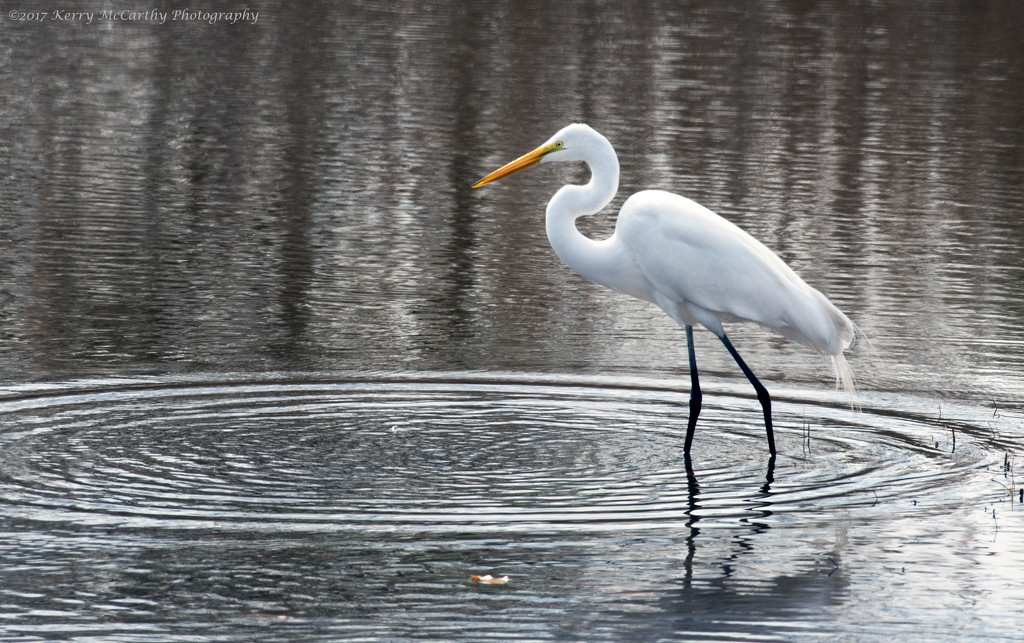 Great egret by mccarth1
