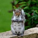European Grey Squirrel by arkensiel
