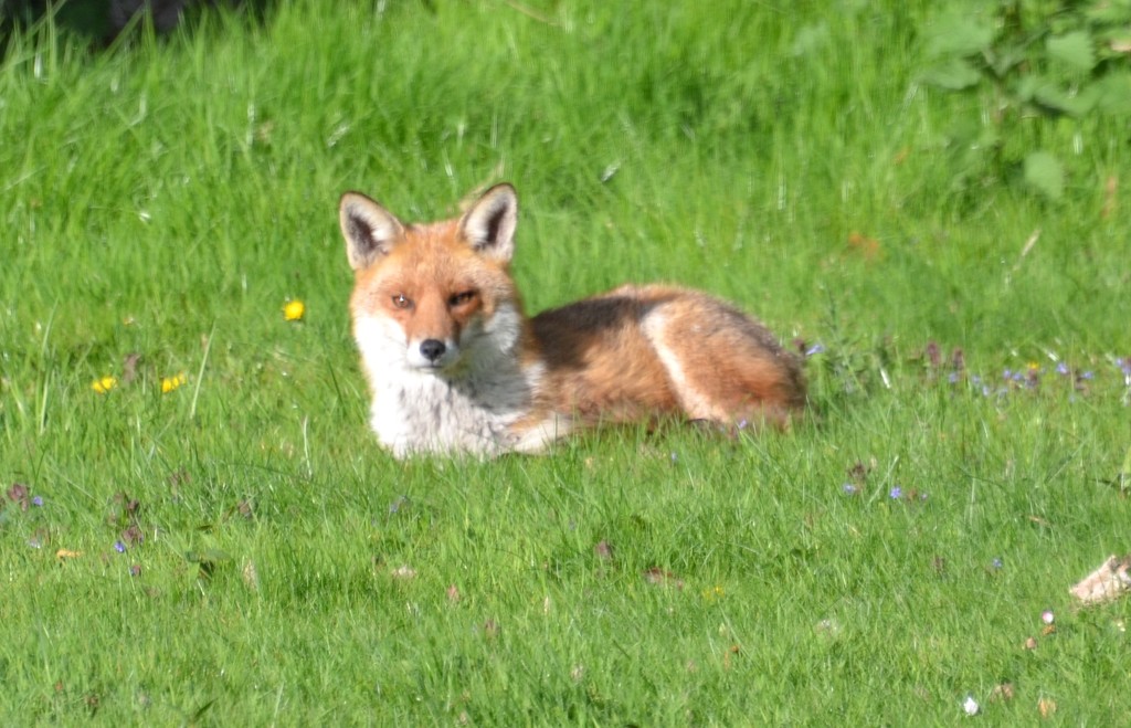 Small Fox by arkensiel