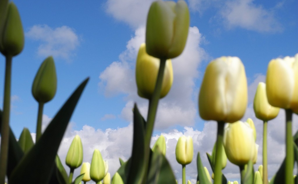 DSCN0301 white tulips and blue sky by marijbar