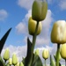 DSCN0301 white tulips and blue sky by marijbar
