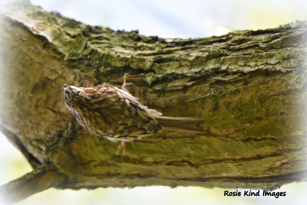 Treecreeper by rosiekind