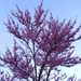 Redbud tree by mittens