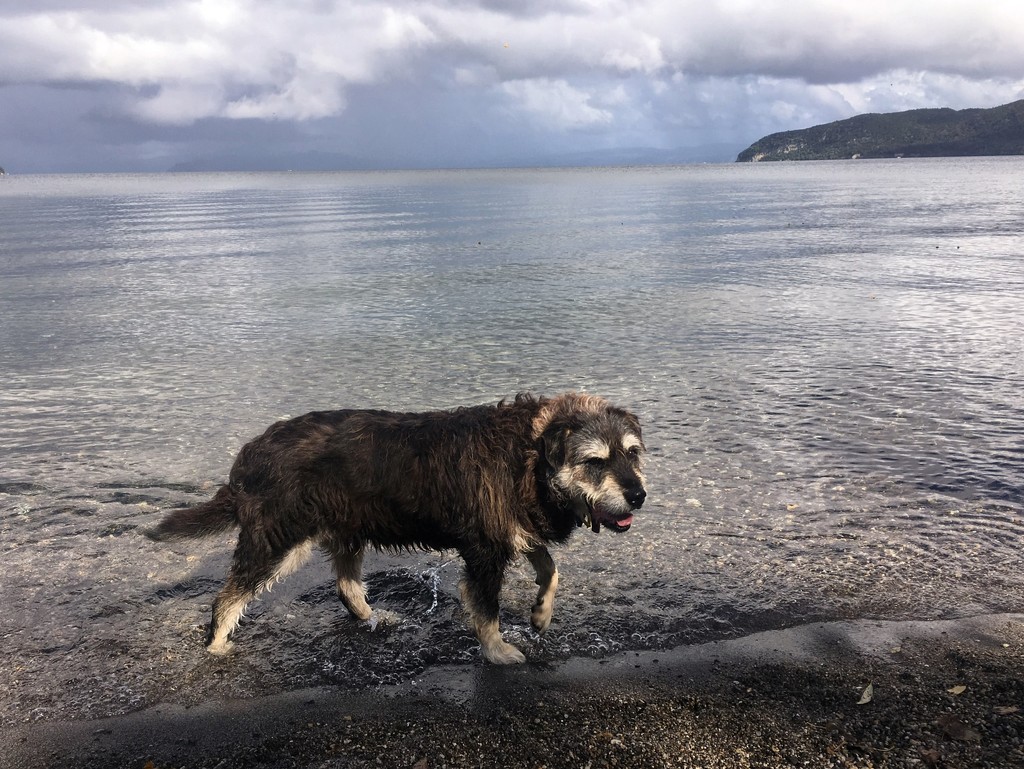 Old dog paddling #retirement by happypat