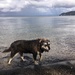 Old dog paddling #retirement by happypat