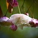 Blossom by carole_sandford