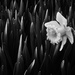 Daffodil by vera365