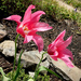 Pink Tulips by yogiw