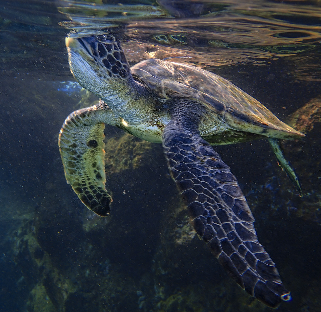 Sea Turtle Coming Up for Air  by jgpittenger