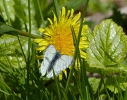 16th Apr 2017 -  Green Veined White Butterfly 