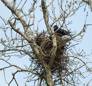 19th Apr 2017 - Crow on a nest!