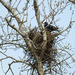 Crow on a nest! by bigmxx