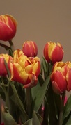 17th Apr 2017 - Gift Of Tulips 